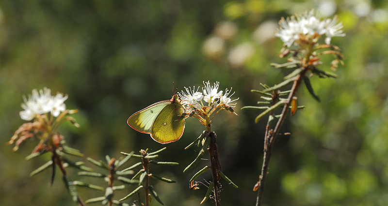 Mosehøsommerfugl, Colias palaeno hun. Älga-mossen, Hökensås, Södra Fågelås Västergötland, Sverige d. 10 juni 2014. Fotograf; Lars Andersen
