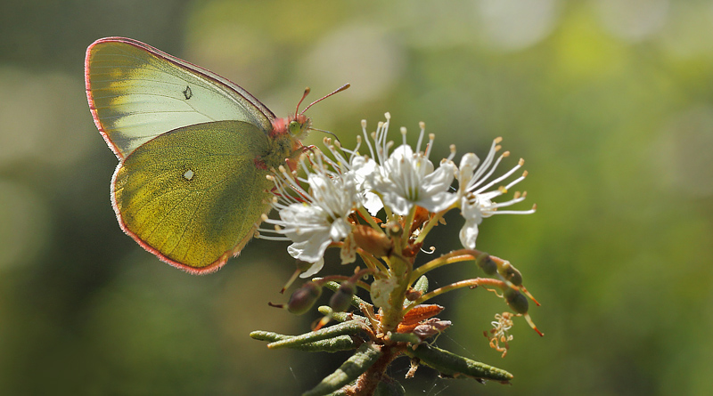 Mosehøsommerfugl, Colias palaeno hun. Älga-mossen, Hökensås, Södra Fågelås Västergötland, Sverige d. 10 juni 2014. Fotograf; Lars Andersen
