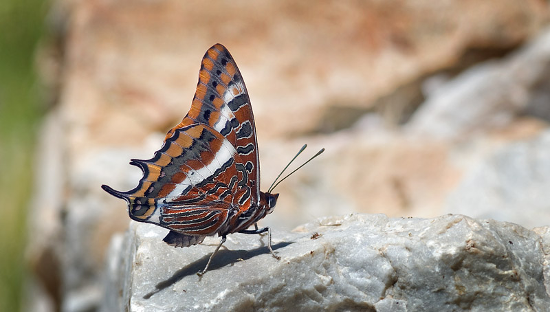 Pasha, Charaxes jasius. Castillo de Monfrague, Extremadura, Spanien d. 12 maj 2014. Fotograf; Troells Melgaard