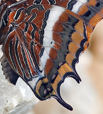 Pasha, Charaxes jasius. Castillo de Monfrague, Extremadura, Spanien d. 12 maj 2014. Fotograf; Troells Melgaard