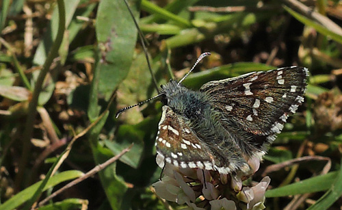 Soløjebredpande, Pyrgus alveus. Hällekis, Väneren, Västergötland, Sverige d. 24 juni 2014. Fotograf: Lars Andersen