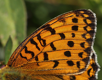 Markperlemorsommerfugl,  Argynnis aglaja han. Hllekis, Vneren, Vstergtland, Sverige d. 24 juni 2014. Fotograf: Lars Andersen