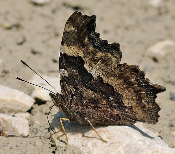 Det Hvide l, Nymphalis vaualbum. Stara Planina, Serbien d. 26 juni 2014. Fotograf; Tom Nygaard Kristensen