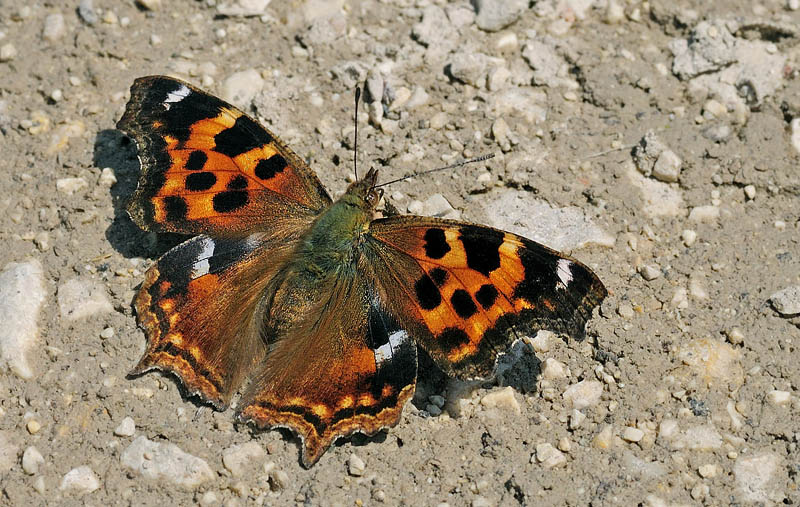 Det Hvide l, Nymphalis vaualbum. Stara Planina, Serbien d. 26 juni 2014. Fotograf; Tom Nygaard Kristensen