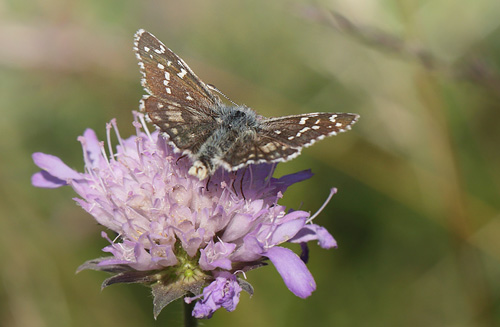 Soløjebredpande, Pyrgus alveus. Kristdala, Småland, Sverige d. 9 juli 2014. Fotograf: Lars Andersen