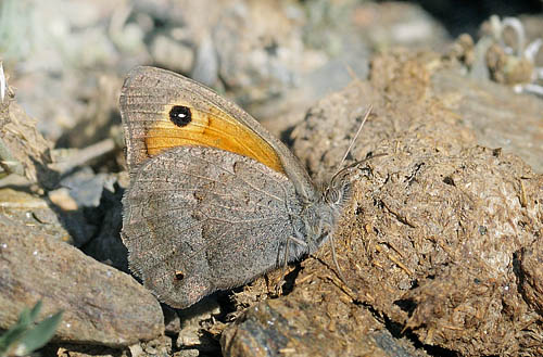 Lille Grsrandje, Maniola lycaon hun. Sierra Nevada, Spanien d. 13 juli 2014. Fotograf; Tom Nygaard Kristensen