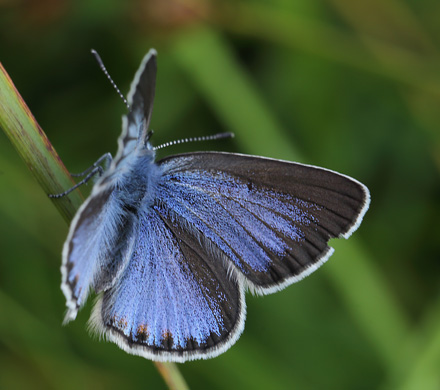 Isblfugl. Polyommatus amandus hun, form; isias.  Kristdala, Smland 15. juli 2014. Fotograf:  LarsAndersen