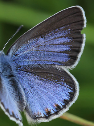Isblåfugl. Polyommatus amandus hun, form; isias. Kristdala, Småland 15. juli 2014. Fotograf: LarsAndersen