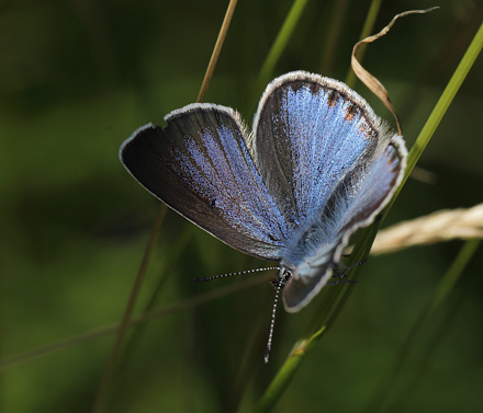 Isblfugl. Polyommatus amandus hun, form; isias.  Kristdala, Smland 15. juli 2014. Fotograf:  LarsAndersen