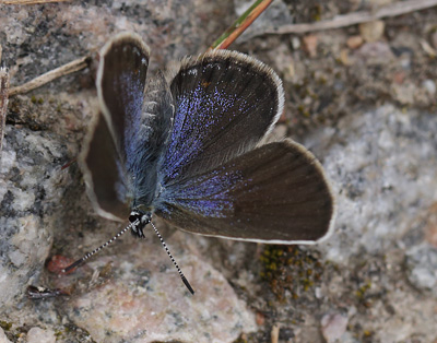 Argusblfugl, Plebejus argus hun. Hallstavik, Uppland, Sverige  d.  16 juli 2014. Fotograf: Lars Andersen