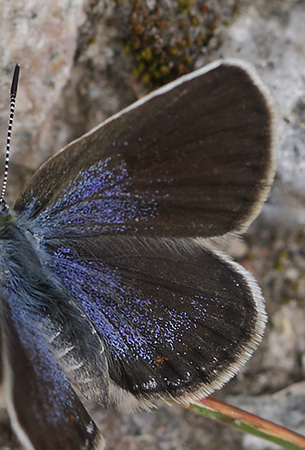 Argusblfugl, Plebejus argus hun. Hallstavik, Uppland, Sverige  d.  16 juli 2014. Fotograf: Lars Andersen