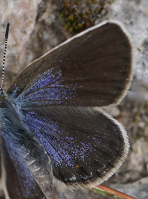 Argusblåfugl, Plebejus argus hun. Hallstavik, Uppland, Sverige d. 16 juli 2014. Fotograf: Lars Andersen