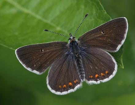 Sortbrun Blfugl, Aricia artaxerxes ssp.: lyngensis (Hegh-Guldberg,1966) han. Hallstavik, Uppland, Sverige d.  16 Juli 2014. Fotograf: Lars Andersen