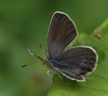 Argusblfugl, Plebejus argus hun. Hallstavik, Uppland, Sverige  d.  16 juli 2014. Fotograf: Lars Andersen