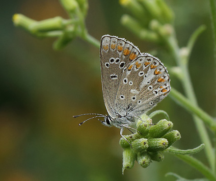 Sortbrun Blfugl, Aricia artaxerxes ssp.: lyngensis (Hegh-Guldberg,1966) han. Hallstavik, Uppland, Sverige d.  16 Juli 2014. Fotograf: Lars Andersen