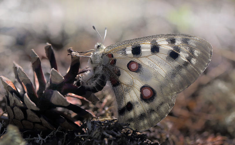 Apollo, Parnassius apollo hun. Loftahammar, Smland, Sverige. d. 17 July 2014. Photographer; Lars Andersen