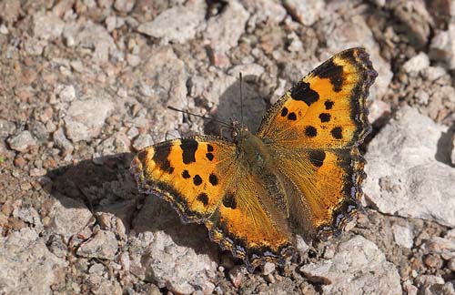 Kirsebrtakvinge, Nymphalis polychloros han. land, Sverige d. 18 juli 2014. Fotograf: Lars Andersen