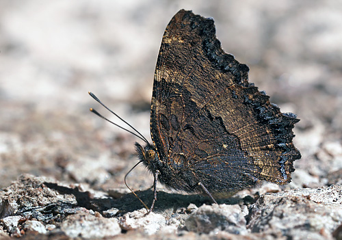 Kirsebrtakvinge, Nymphalis polychloros han. land, Sverige d. 18 juli 2014. Fotograf: Lars Andersen