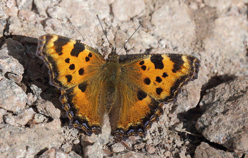 Kirsebrtakvinge, Nymphalis polychloros han. land, Sverige d. 18 juli 2014. Fotograf: Lars Andersen