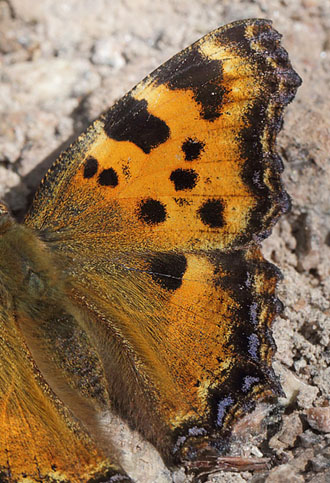 Kirsebrtakvinge, Nymphalis polychloros han. land, Sverige d. 18 juli 2014. Fotograf: Lars Andersen