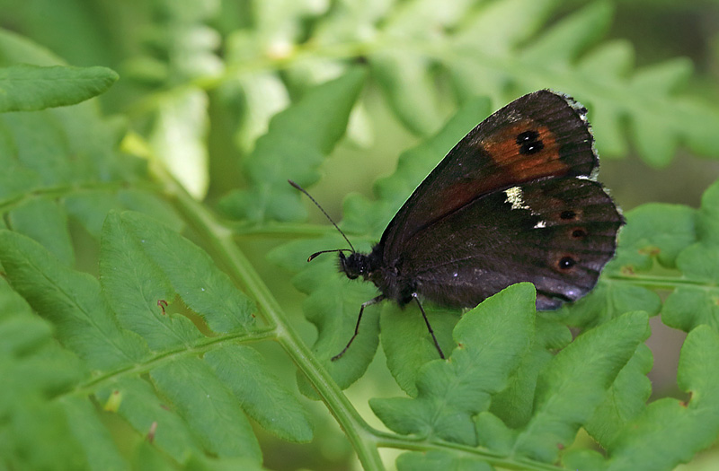 Skov-Bjergrandje, Erebia ligea. Fjrilsvgen, Grinduga, Gvle, Gstrikland, Sverige. d. 26 juli 2014. Fotograf:  Lars Andersen