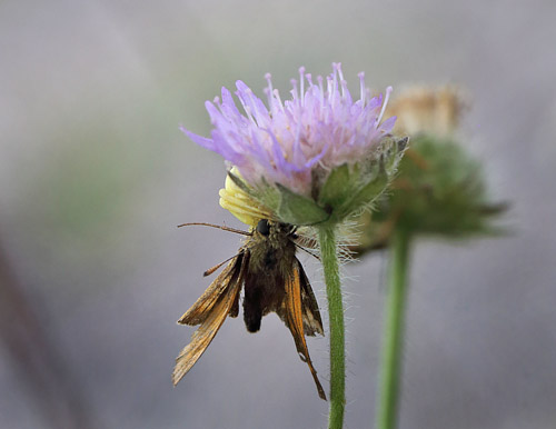 Stor Bredpande fanget af en Krabbeedderkop. Fjärilsvägen, Grinduga, Gävle, Gästrikland, Sverige. d. 26 juli 2014. Fotograf: Lars Andersen