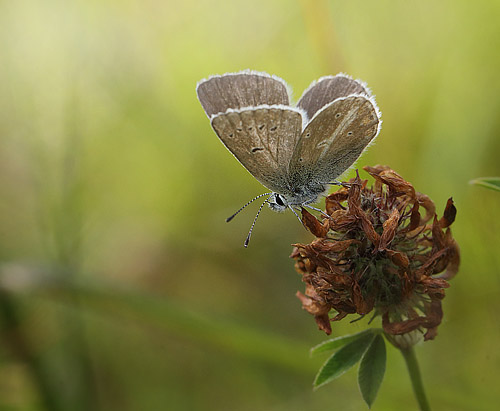 Turkis Blåfugl, Aricia nicias hun. Fjärilsvägen, Grinduga, Gävle, Gästrikland, Sverige. d. 26 juli 2014. Fotograf: Lars Andersen