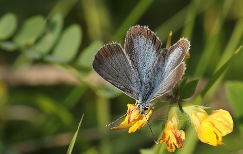 Turkis Blåfugl, Aricia nicias han. Fjärilsvägen, Grinduga, Gävle, Gästrikland, Sverige. d. 26 juli 2014. Fotograf: Lars Andersen