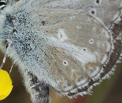 Turkis Blfugl, Aricia nicias han. Fjrilsvgen, Grinduga, Gvle, Gstrikland, Sverige. d. 26 juli 2014. Fotograf:  Lars Andersen