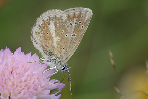 Turkis Blåfugl, Aricia nicias hun. Fjärilsvägen, Grinduga, Gävle, Gästrikland, Sverige. d. 26 juli 2014. Fotograf: Lars Andersen