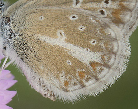 Turkis Blfugl, Aricia nicias hun. Fjrilsvgen, Grinduga, Gvle, Gstrikland, Sverige. d. 26 juli 2014. Fotograf:  Lars Andersen