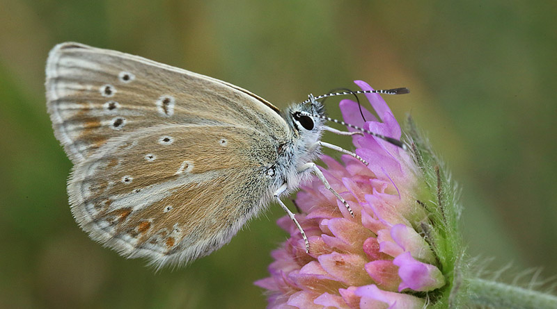 Turkis Blåfugl, Aricia nicias hun. Fjärilsvägen, Grinduga, Gävle, Gästrikland, Sverige. d. 26 juli 2014. Fotograf: Lars Andersen