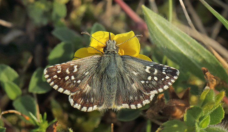 Fransk Bredpande, Pyrgus armoricanus hun. Simrishamn, Skne, det sydlige Sverige d. 3 August 2014. Fotograf: Lars Andersen