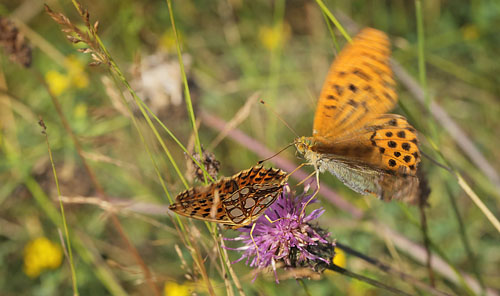 Storplettet Perlemorsommerfugl & Kejserkbe. Brsarp station, stlige Skne, Sverige. d. 3 august 2014. Fotograf: Lars Andersen 