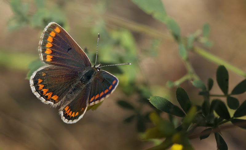 Rdplettet Blfugl, Aricia agestis hun. Brsarp station, stlige Skne, Sverige. d. 3 august 2014. Fotograf: Lars Andersen 