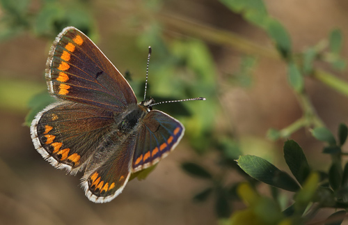 Rdplettet Blfugl, Aricia agestis hun. Brsarp station, stlige Skne, Sverige. d. 3 august 2014. Fotograf: Lars Andersen 