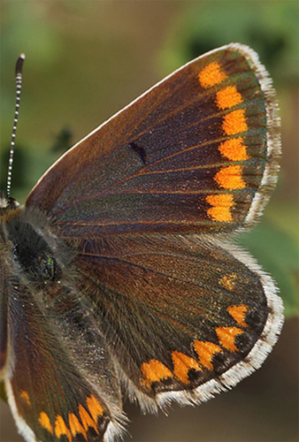 Rødplettet Blåfugl, Aricia agestis hun. Brösarp station, østlige Skåne, Sverige. d. 3 august 2014. Fotograf: Lars Andersen