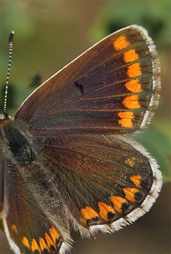 Rdplettet Blfugl, Aricia agestis hun. Brsarp station, stlige Skne, Sverige. d. 3 august 2014. Fotograf: Lars Andersen 