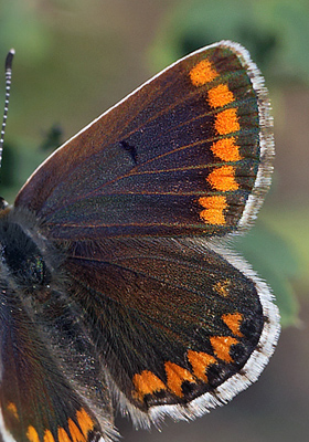 Rdplettet Blfugl, Aricia agestis hun. Brsarp station, stlige Skne, Sverige. d. 3 august 2014. Fotograf: Lars Andersen 