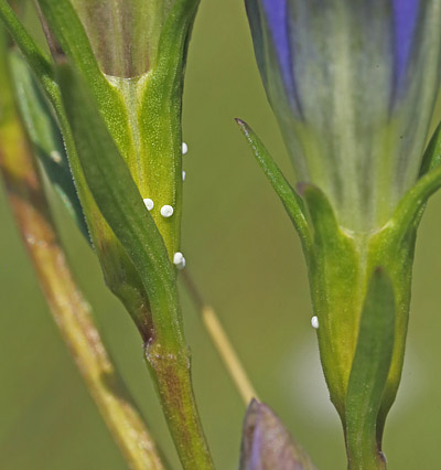 Klokke-Ensian, Gentiana pneumonanthe med Ensianblfugl, Maculinea alcon g. Hunnerdsmossen, Skne, Sverige d. 3 august - 2014. Fotograf: Lars Andersen