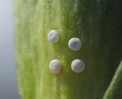 Klokke-Ensian, Gentiana pneumonanthe med Ensianblåfugl, Maculinea alcon æg. Hunnerödsmossen, Skåne, Sverige d. 3 august - 2014. Fotograf: Lars Andersen