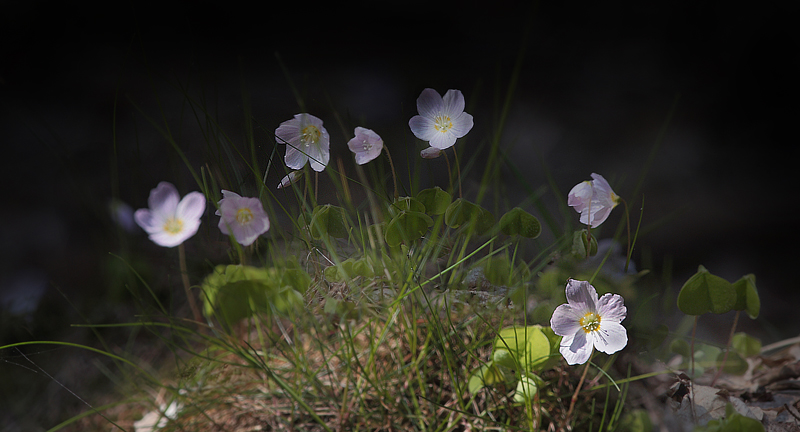 Skovsyre, Oxalis acetosella. Skovene vest for Vitaby, Skåne, Sverige d. 26 april 2014. Fotograf; Lars Andersen