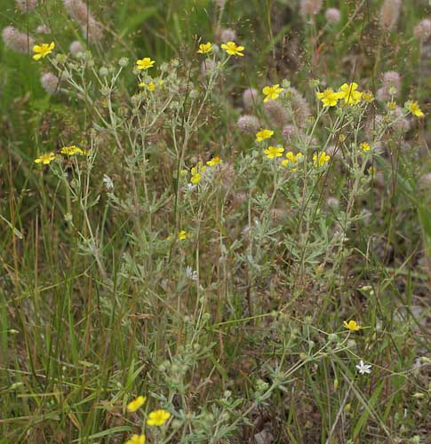 Hj Slv-Potentil, Potentilla argentea var. incanescens. Kristdala, Sverige d. 15 juli 2014. Fotograf: Lars Andersen