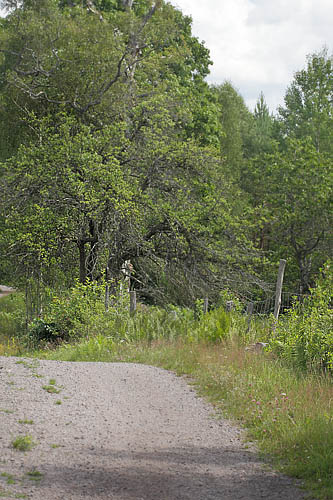 Soljebredpande, Pyrgus alveus. Kristdala, Sverige d. 15 juli 2014. Fotograf: Lars Andersen