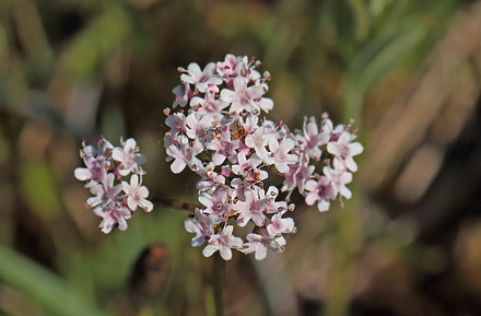 Tvebo Baldrian, Valeriana dioica. Hunnerödsmossen, Skåne, Sverige d. 22 maj - 2014. Fotograf: Lars Andersen