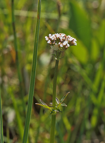 Tvebo Baldrian, Valeriana dioica. Hunnerödsmossen, Skåne, Sverige d. 22 maj - 2014. Fotograf: Lars Andersen
