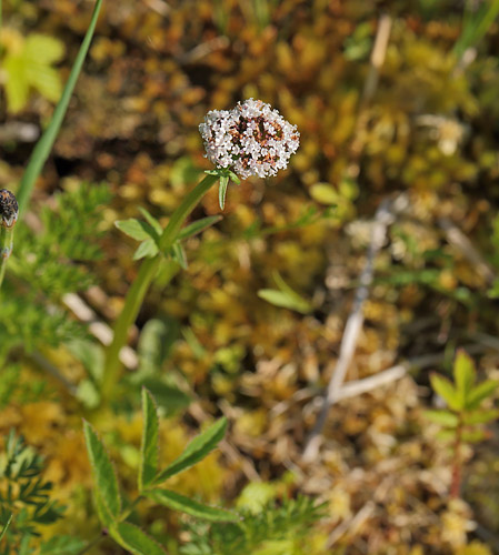 Tvebo Baldrian, Valeriana dioica. Hunnerödsmossen, Skåne, Sverige d. 22 maj - 2014. Fotograf: Lars Andersen