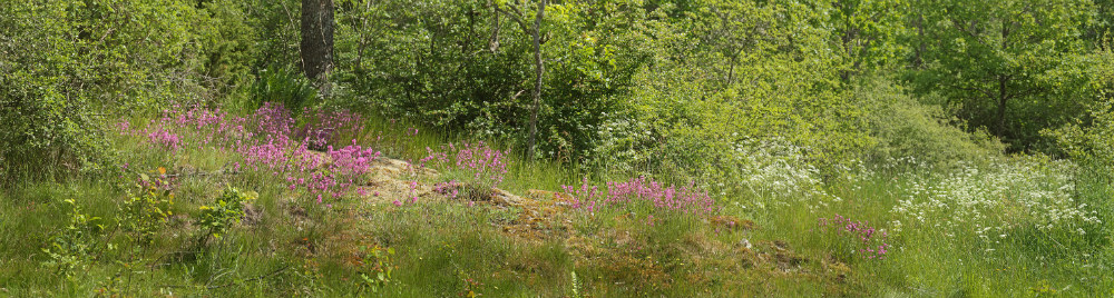 Lokalitet for mnemosyne i Blekinge, Sverige d. 29 maj 2014. Fotograf; Lars Andersen