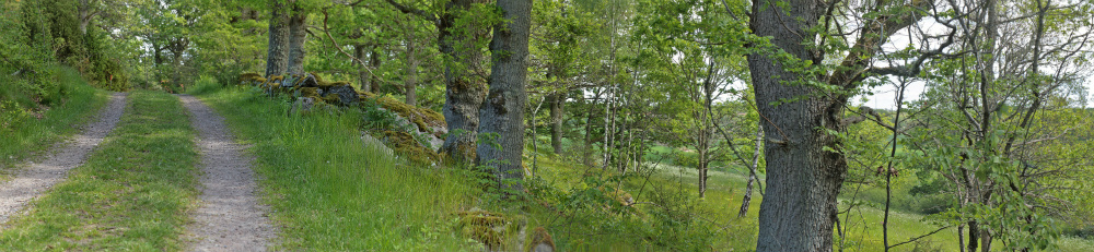 Lokalitet for mnemosyne i Blekinge, Sverige d. 29 maj 2014. Fotograf; Lars Andersen