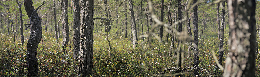 Mose-Post, Rhododendron tomentosum i Stormossen, Braxbolet, Beateberg, Vstergtland, Sverige d. 10 juni 2014. Fotograf; Lars Andersen